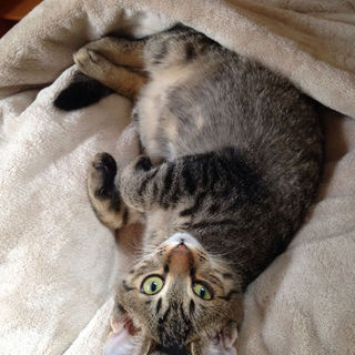 【決定】黒&キジトラの兄弟猫【10ヶ月】