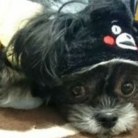 もも(ももちゃん)