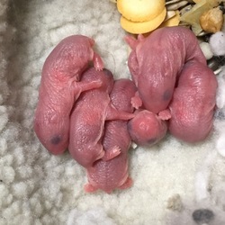 またもはなが出産！