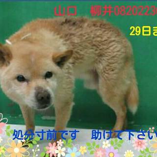 おとなしい犬です　　生きたまま殺されます