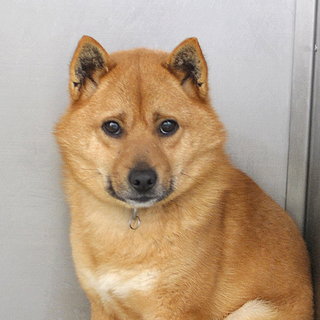 困り顔の小柄な男の子