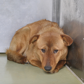 シャイなたれ耳の女の子