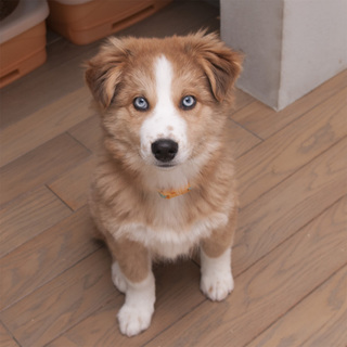 約5ヶ月のブルーアイの元気男子！