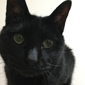 黒猫  里親募集