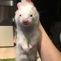 一歳のフェレットです。♀