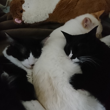 はなまるはクック・と麦の抱き枕。人気者〜！(*´∇｀)