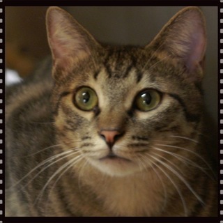 オシキャットのような精悍なお顔、きじお君