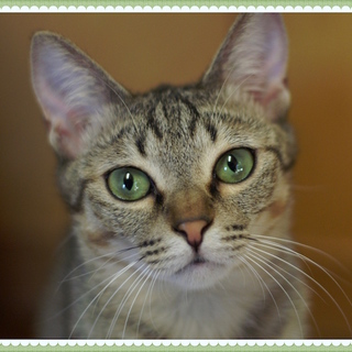 小顔の美人♪大きな目のおてんば娘 ちびこ　