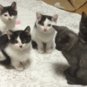 ９月生まれ、５匹の子猫