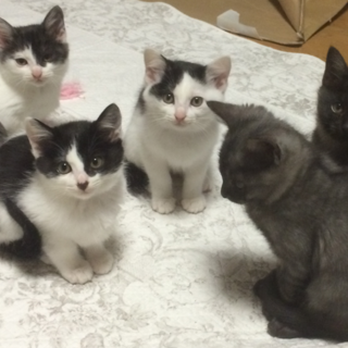 ９月生まれ、５匹の子猫