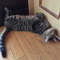 こんなになっちまった。