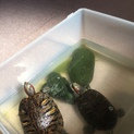 ミドリガメ２匹の里親募集です。