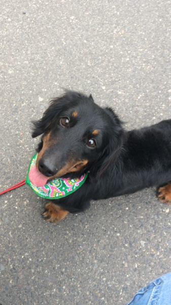 商談中 可愛がって下さる里親の方募集します サムネイル1