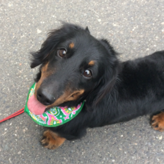 商談中 可愛がって下さる里親の方募集します