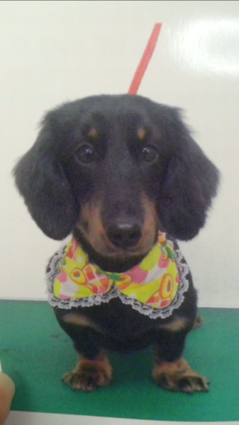 商談中 可愛がって下さる里親の方募集します サムネイル2