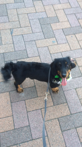 商談中 可愛がって下さる里親の方募集します サムネイル3