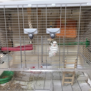 マメルリハ　アルビノ　2才