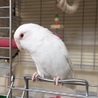 マメルリハ　アルビノ　2才 サムネイル2