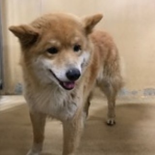 里親キャンセルで行き場がなくなりました。