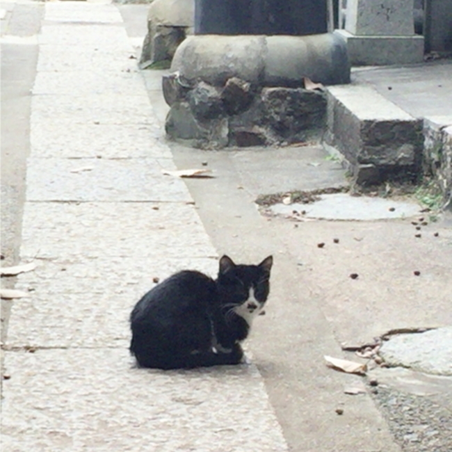 ｍｉｎａｔｏ。のカバー写真