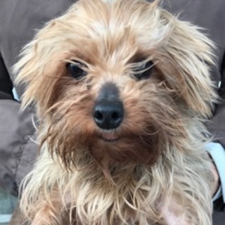 ヨーキーの女の子