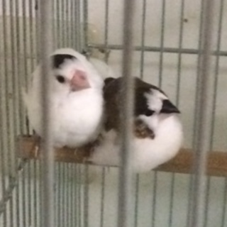 十姉妹オス2羽の里親募集　メスは決まりました。　