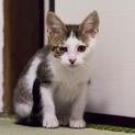 とにかく人が大好き☆　性格二重丸の白キジちゃん