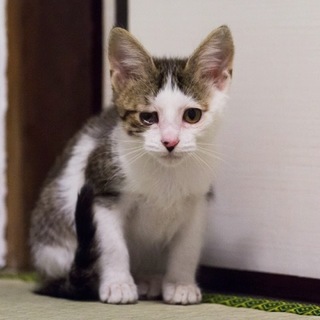 とにかく人が大好き☆　性格二重丸の白キジちゃん