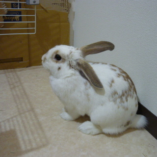 ホーランドロップイヤー♀