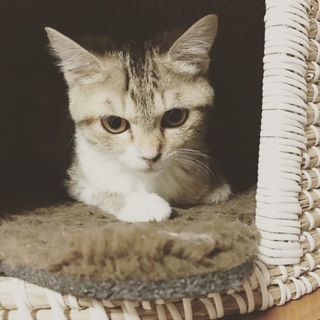 トライアル中につき一旦募集休止中