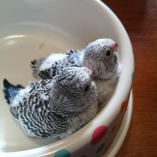 セキセイインコの雛2羽里親募集