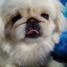 とてもいいご家族に巡り会えました♥優しいペキニーズ サムネイル2