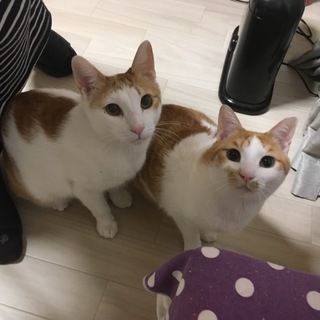 チャシロの兄妹