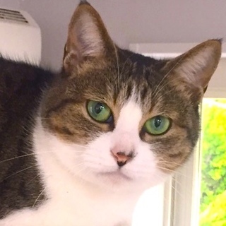 ご理解ある里親さん決定です。ありがとうございます。