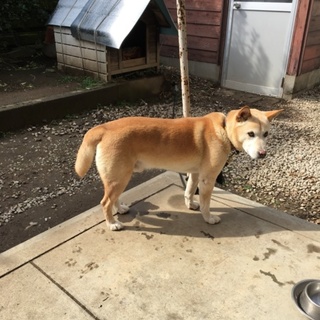 【13歳オス】雑種・里親募集