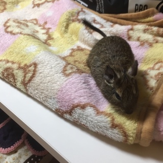 １歳の女の子デグー