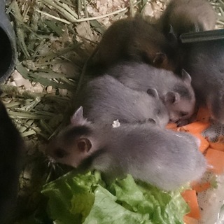 ゴールデンハムスターベビーです