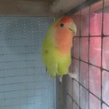 良い縁に恵まれました。　コザクラインコ　２羽同時
