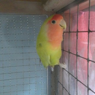 良い縁に恵まれました。　コザクラインコ　２羽同時