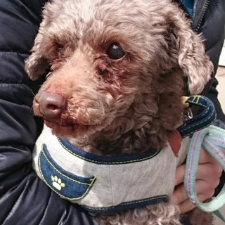 まだまだ元気！　トイプードル１２歳オス　アムル