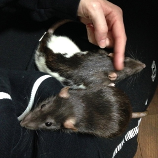 ファンシーラットの姉妹