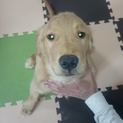 ゴールデン・レトリーバー子犬