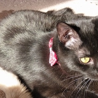 おっとりマイペースのかわいい黒猫