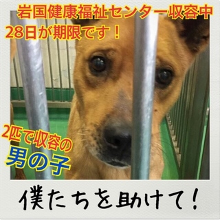 レスキュー後、里親様決定しました