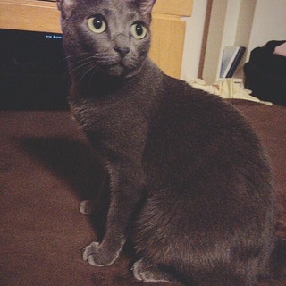 里親募集しています。