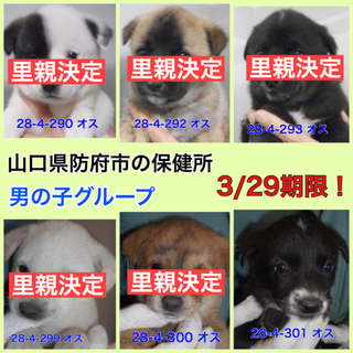 残った1匹は愛護団体に引き取られました