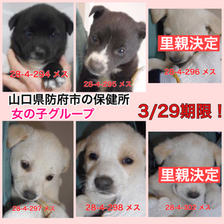 残った1匹は愛護団体に引き取られました