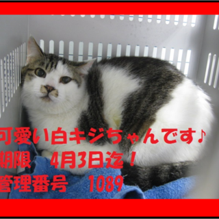 里親決定！！お迎えありがとうございました(^^♪