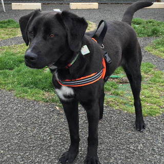 愛嬌たっぷり「ハーミス」ちゃんです。