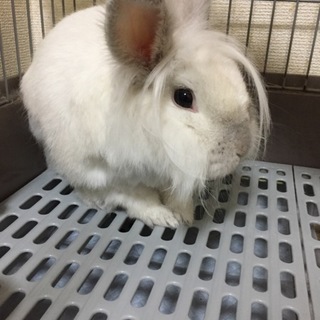 ライオンヘッドの元気な2歳の男の子です